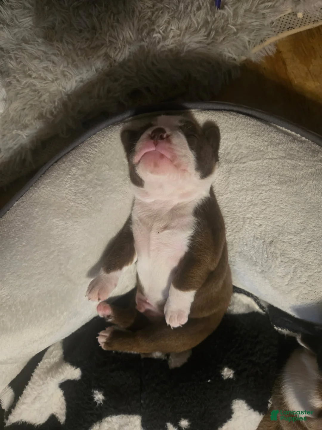 Boston Terrier dogs for sale: Alvin - Ad 3