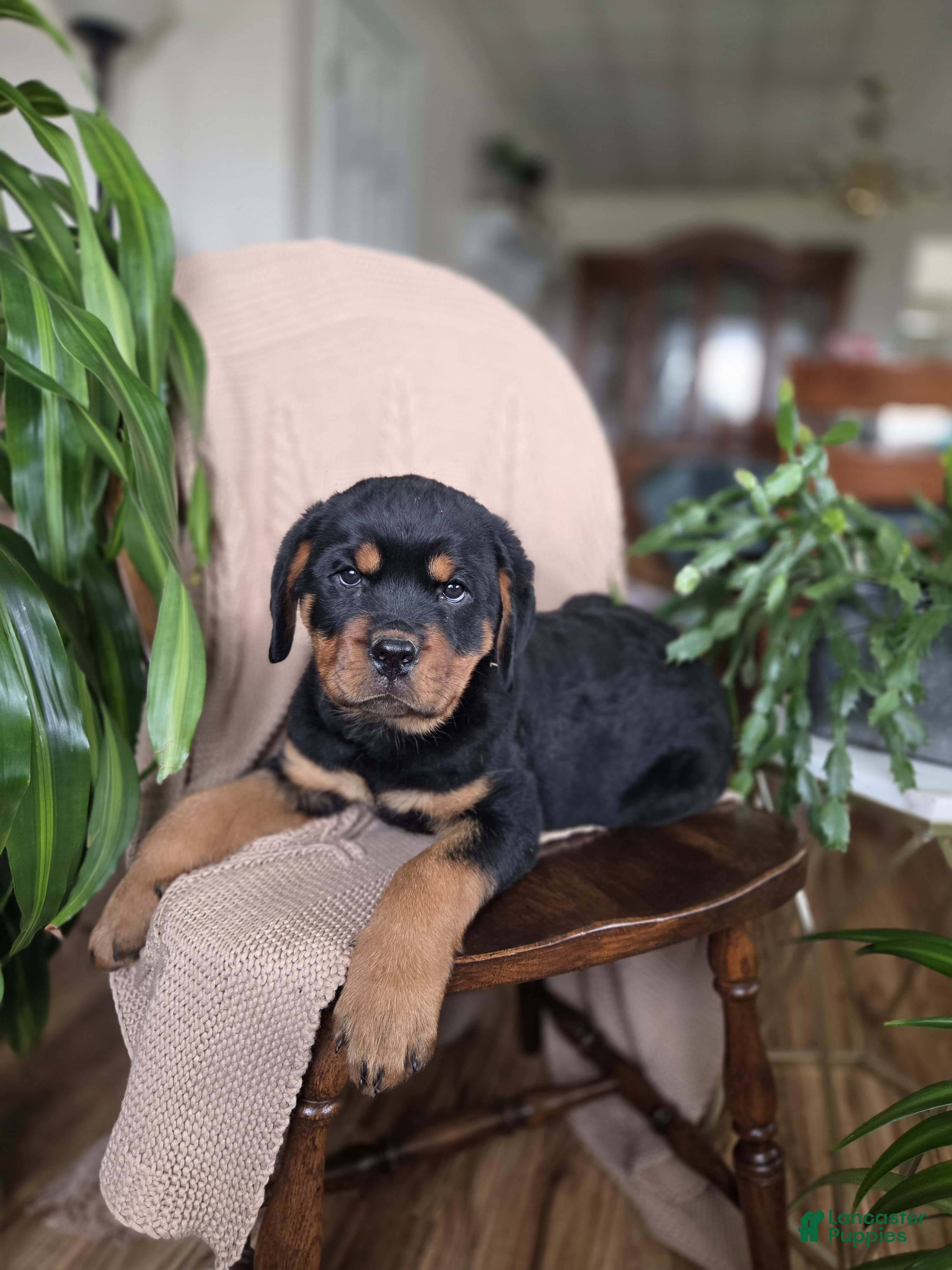 Rottweiler dogs Dakota - Ad 1