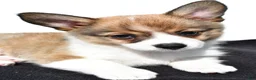 Mixed Breed dogs for sale: Ollie - Ad 5