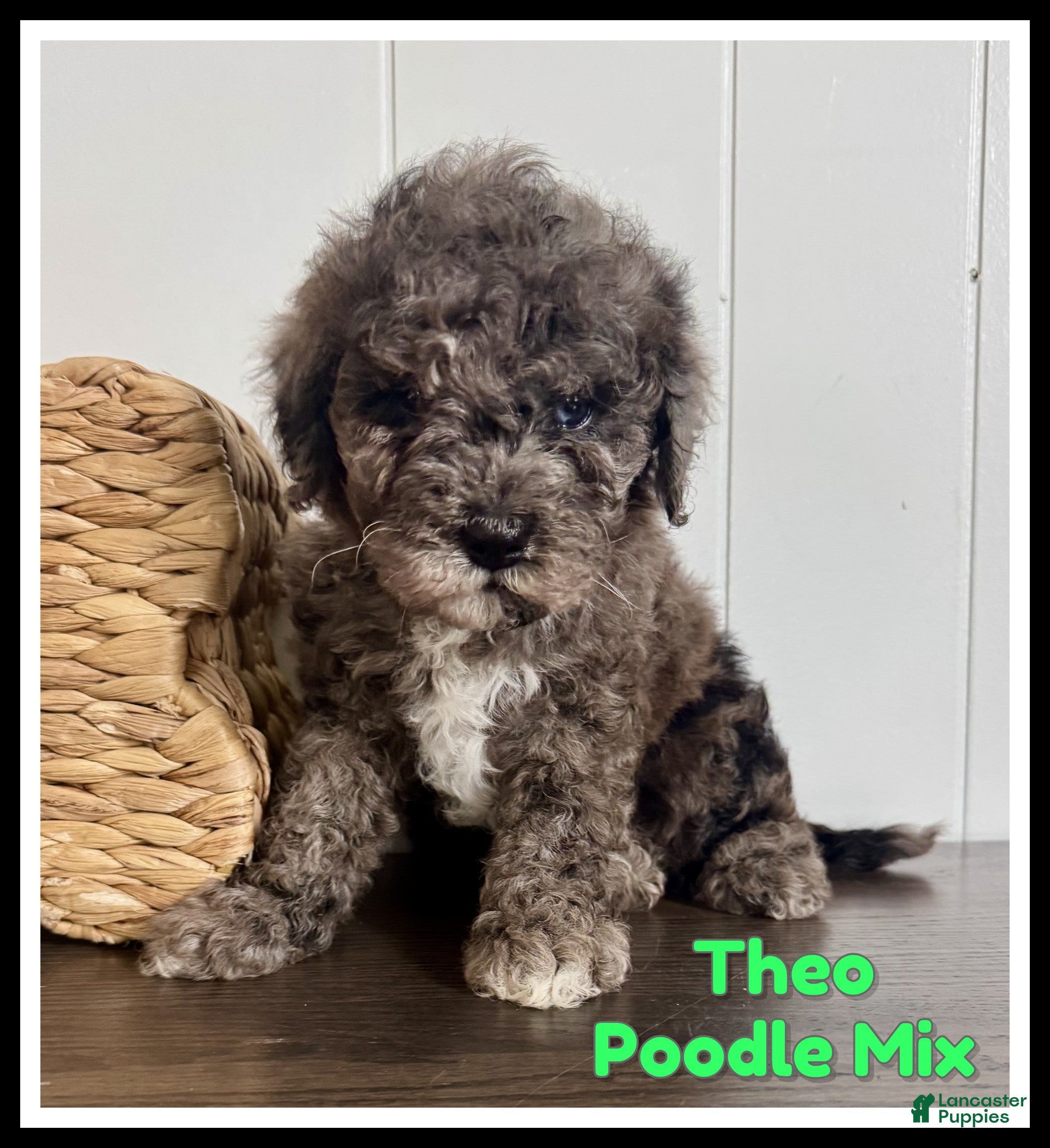Cavapoochon dogs Theo - Ad 1