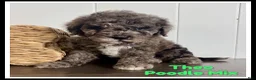 Cavapoochon dogs for sale: Theo - Ad 1