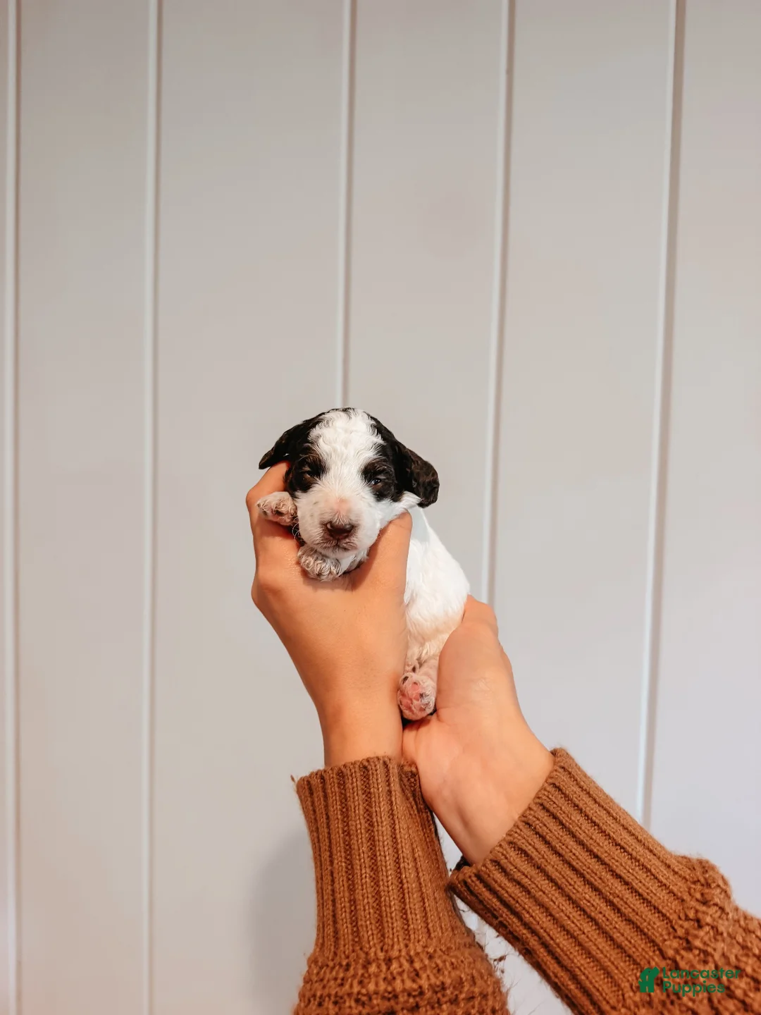 Mini Aussiedoodle dogs for sale: Oak - Ad 2