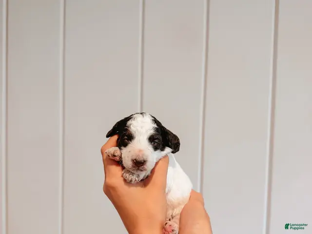 Mini Aussiedoodle dogs for sale: Oak - Ad 2