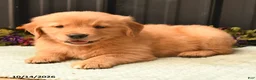 Golden Retriever dogs for sale: Brian - Ad 4