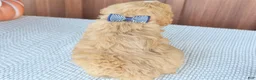 Mixed Breed dogs for sale: Dancier - Ad 5