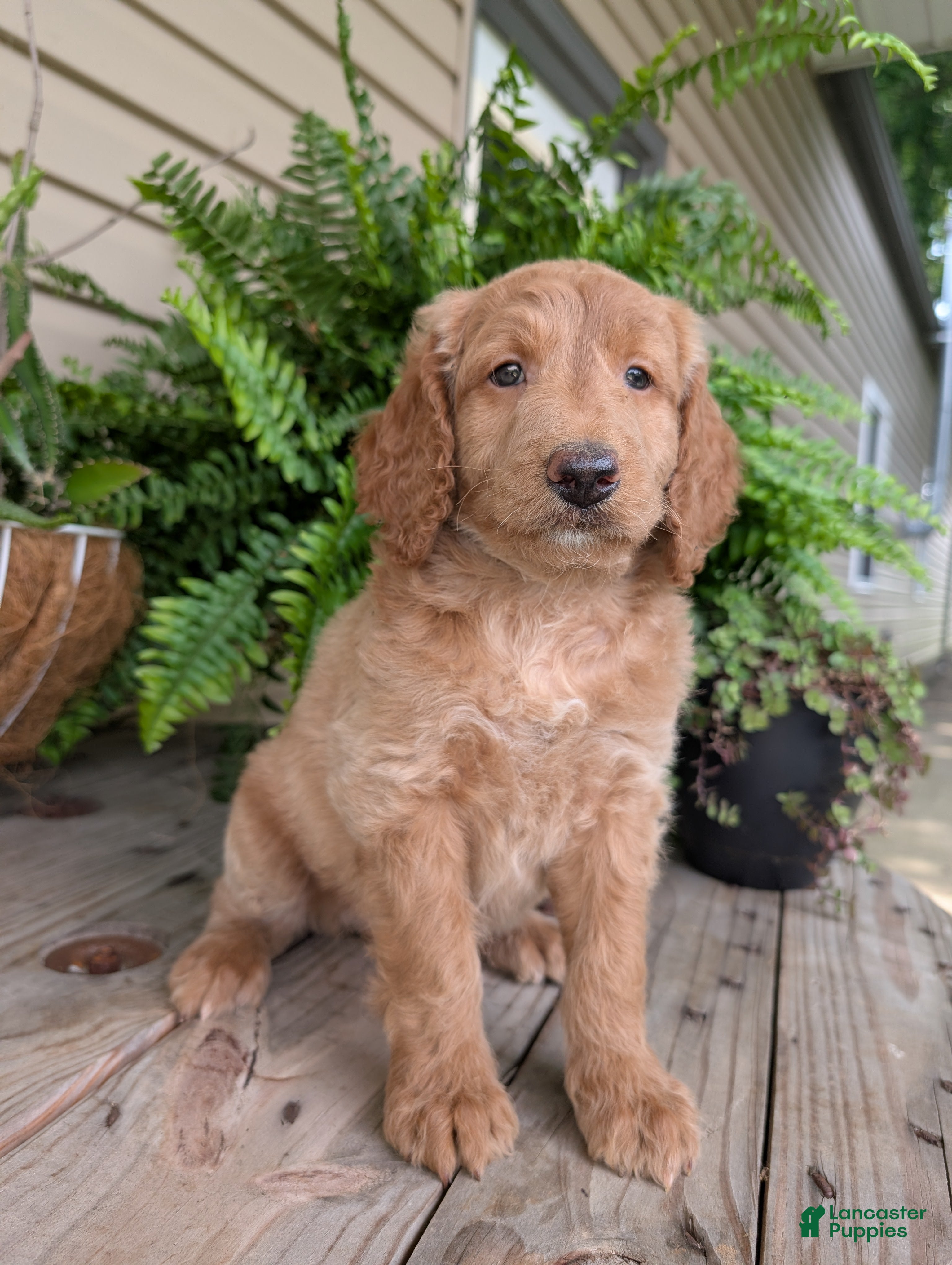 Goldendoodle dogs Lou - Ad 1