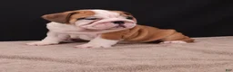 English Bulldog dogs for sale: Thor - Ad 3