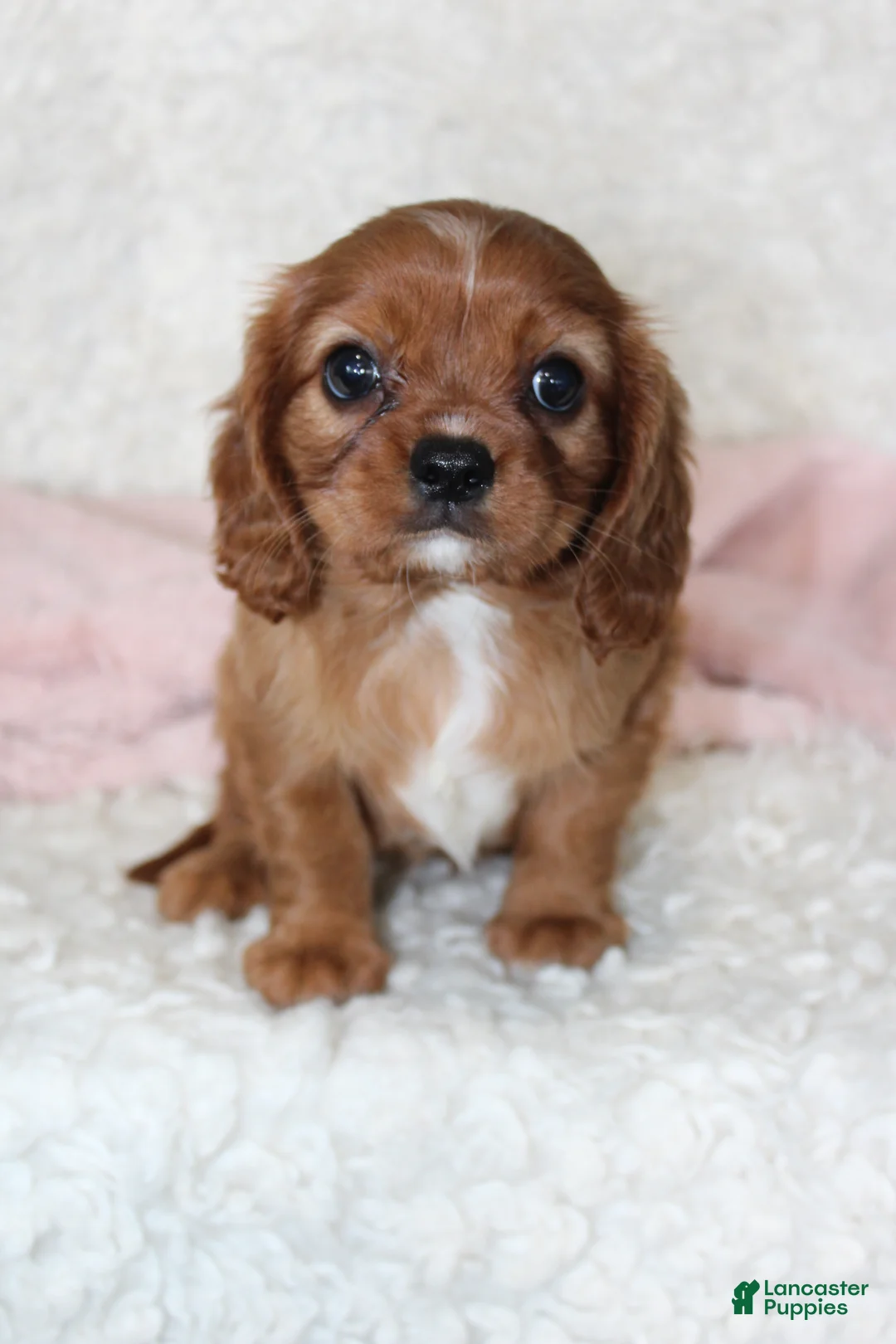 Cavalier King Charles Spaniel dogs for sale: Cavalier King Charles Spaniel 5 - Ad 1