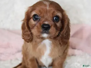 Cavalier King Charles Spaniel dogs Cavalier King Charles Spaniel 5 - Ad 39