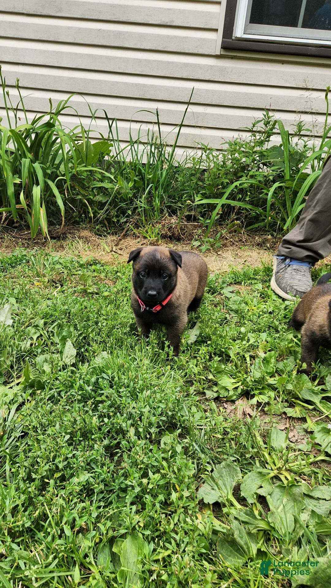 Belgian Malinois dogs for sale: Harley (Magenta) - Ad 2