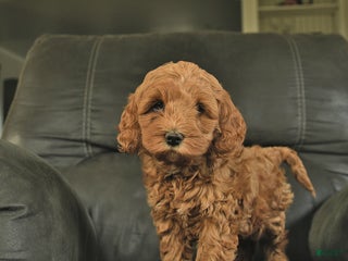 Cockapoo dogs - Ad 2