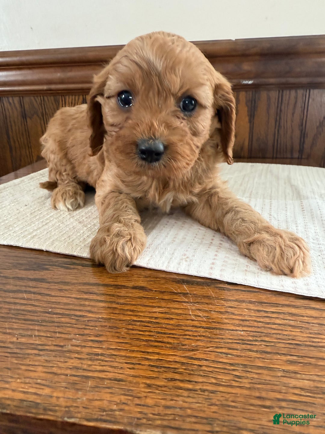 Cavapoo dogs for sale: Cavapoo Puppy 4 - Ad 1