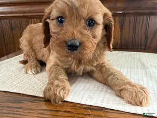Cavapoo dogs Cavapoo Puppy 4 - Ad 25
