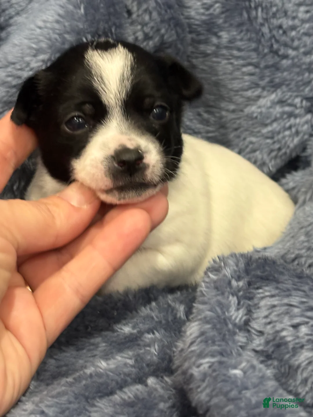 Chihuahua dogs for sale: Gemma - Ad 2