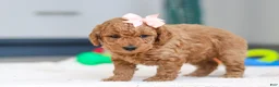 Mini Goldendoodle dogs for sale: Missy - Ad 3
