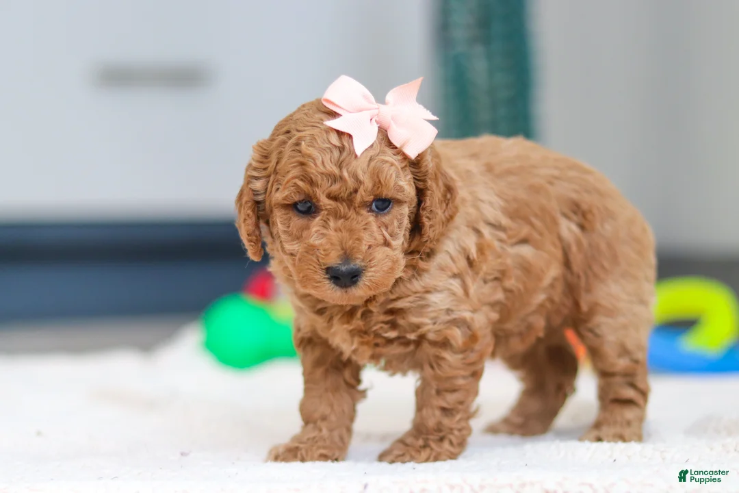 Mini Goldendoodle dogs for sale: Missy - Ad 3