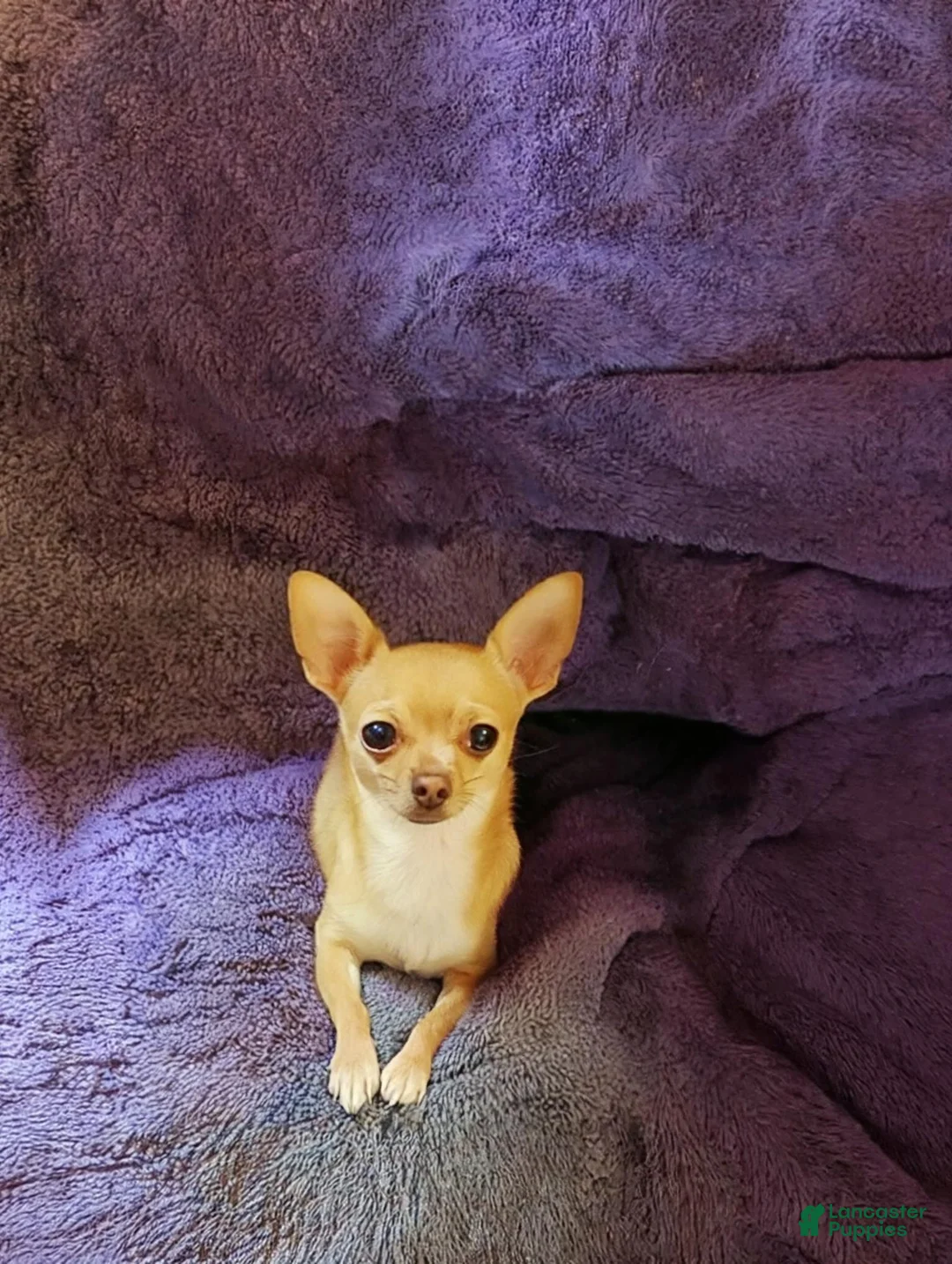 Chihuahua dogs for sale: Andy - Ad 5