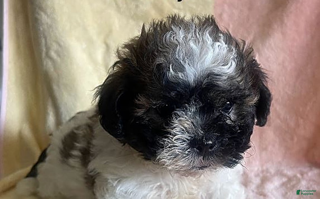 Gallery Image {{count}}