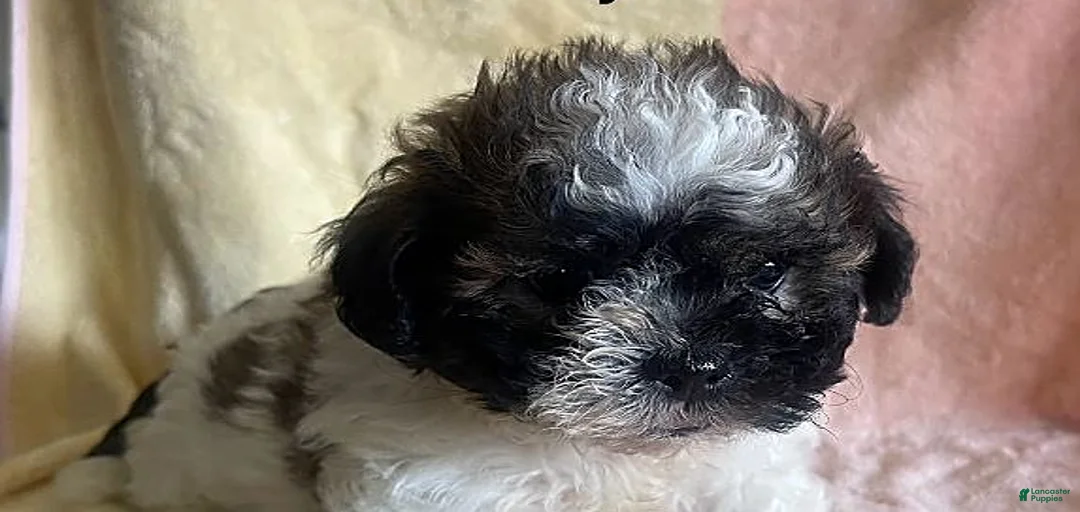 Gallery Image {{count}}