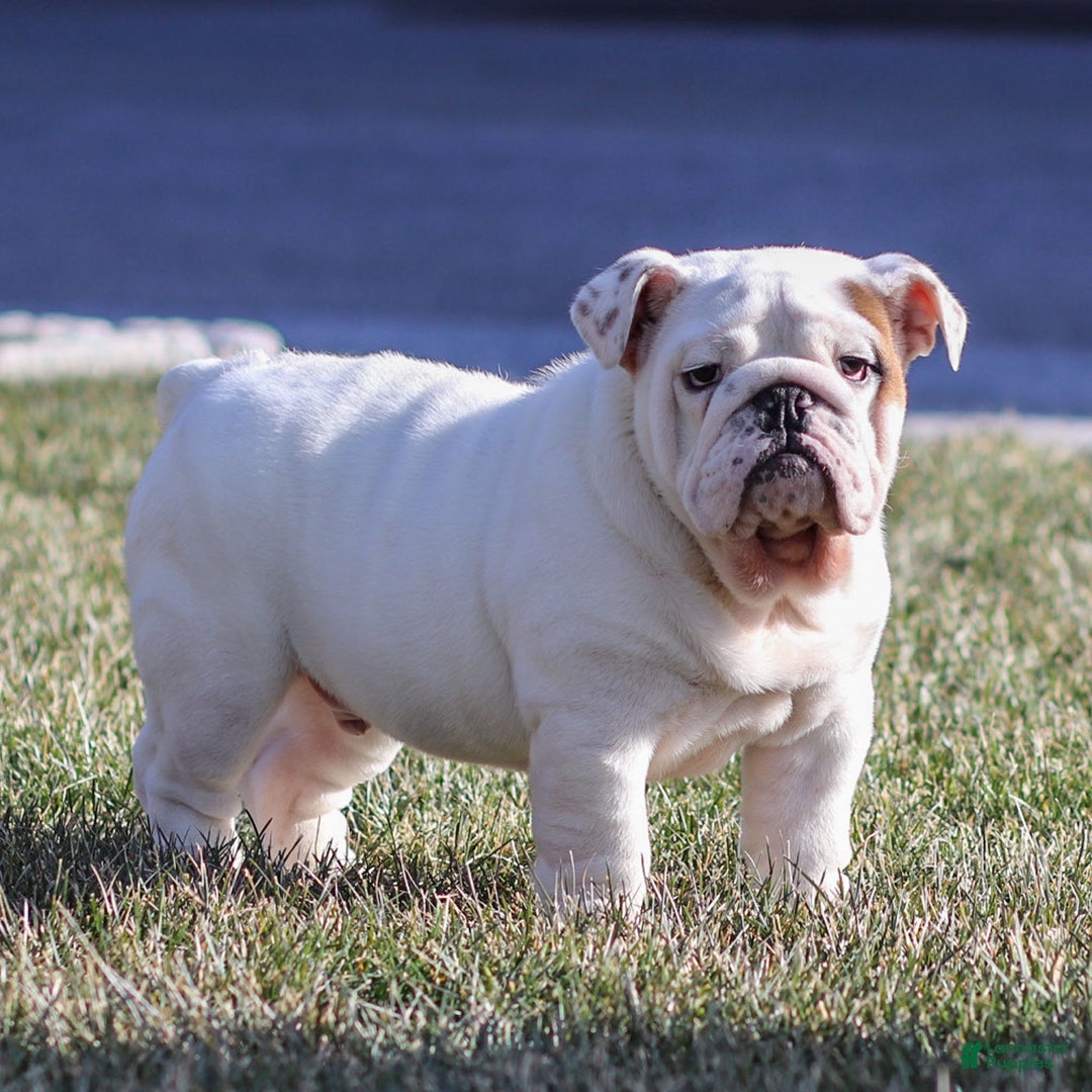 English Bulldog dogs for sale: Frosty - Ad 2