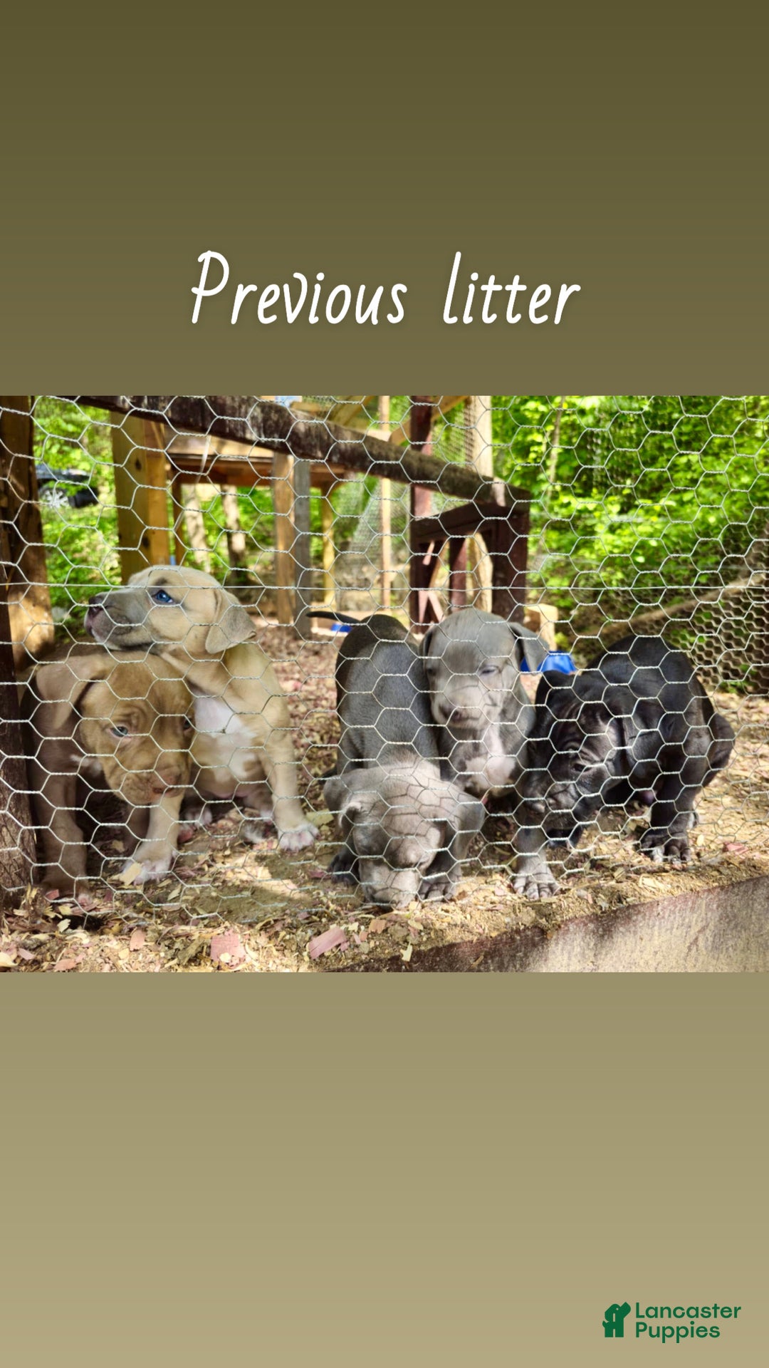 Mixed Breed dogs for sale: Jasmine - Ad 6