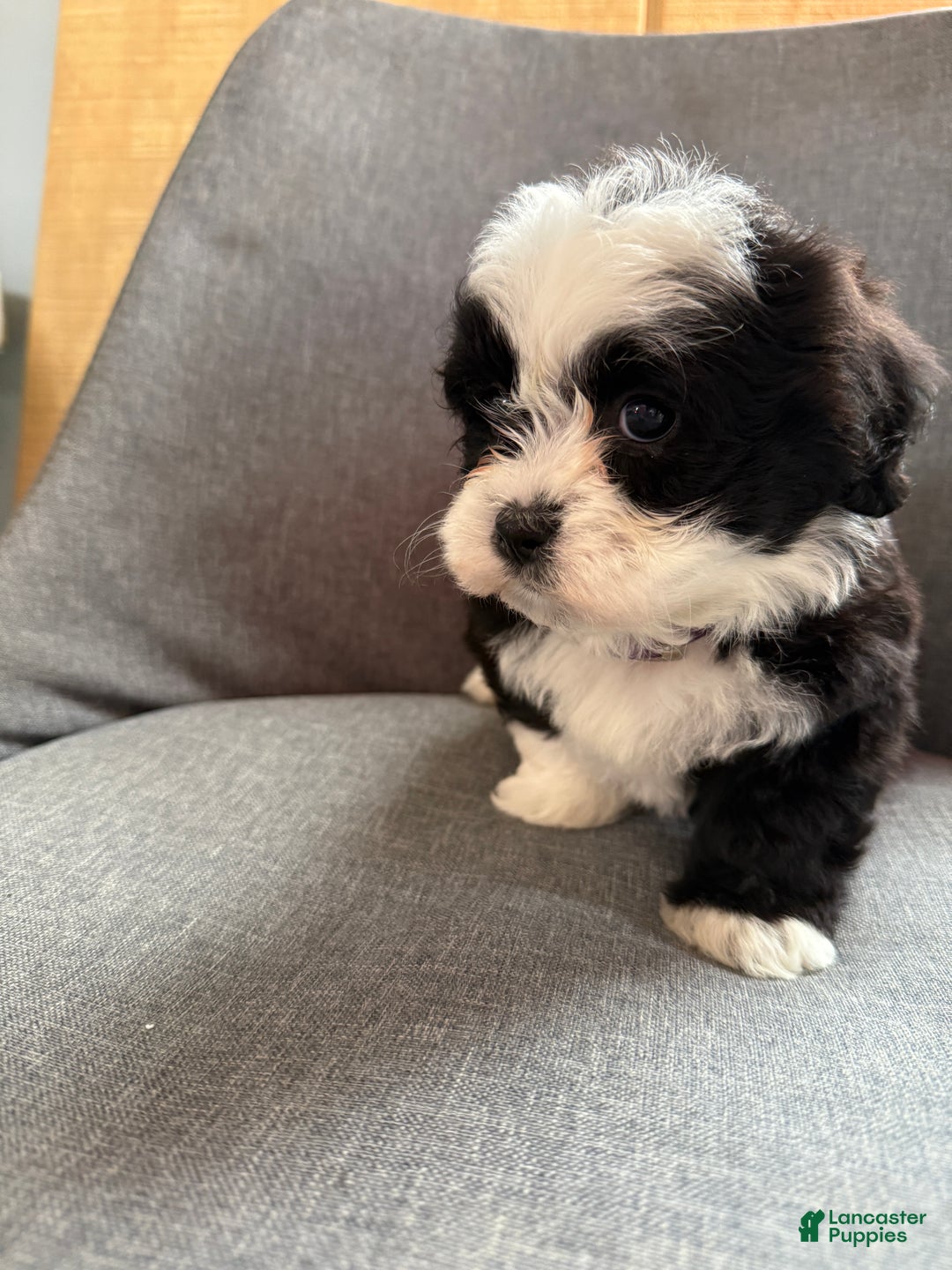 Teddy Bear dogs for sale: Stella - Ad 14