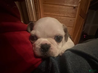 Pug dogs for sale: Finnley - Ad 3