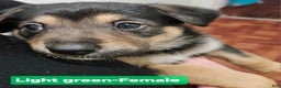 Mixed Breed dogs for sale:  Puppy 9 Light Green  - Ad 5
