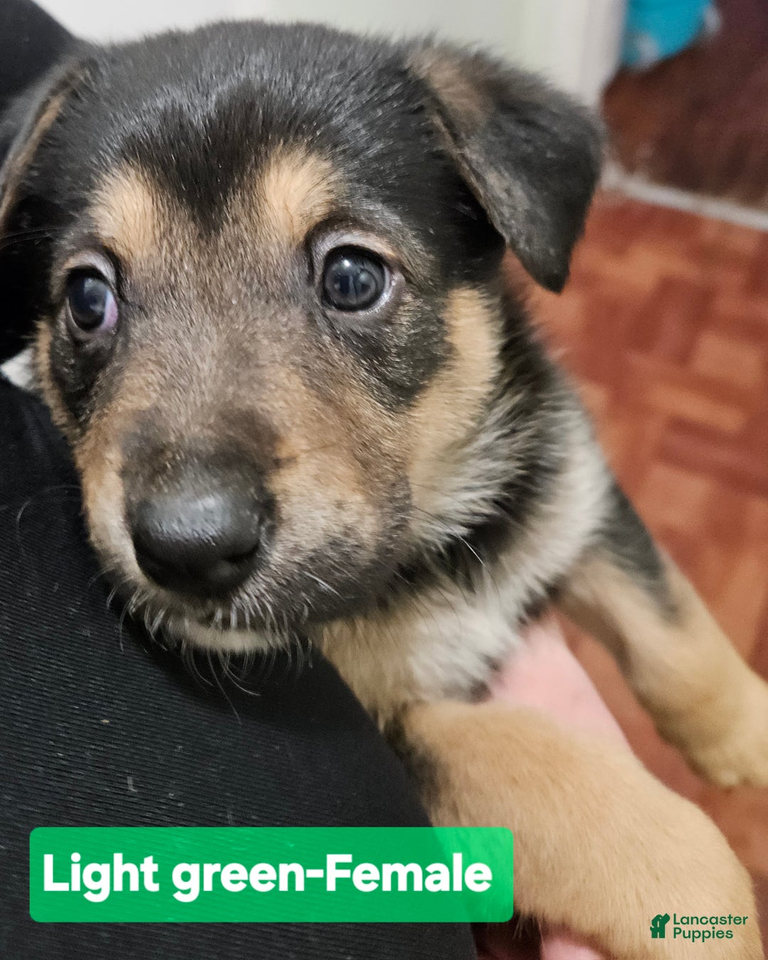Mixed Breed dogs for sale:  Puppy 9 Light Green  - Ad 5