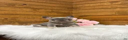 French Bulldog dogs for sale: Violet - Ad 16