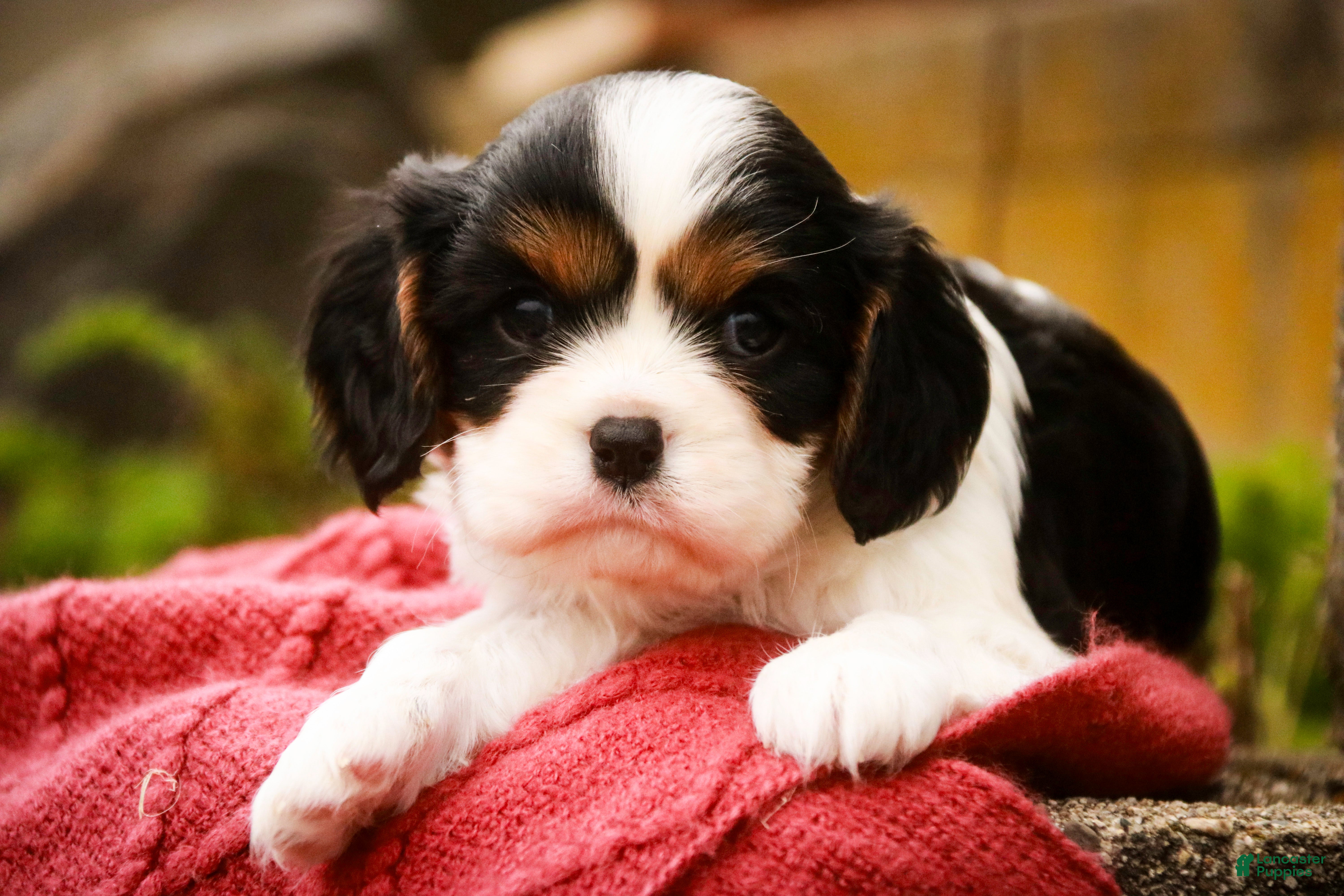 Cavalier King Charles Spaniel dogs Chance - Ad 15