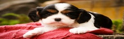 Cavalier King Charles Spaniel dogs for sale: Chance - Ad 1