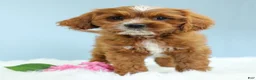 Cavapoo dogs for sale: Snickers 🍪 - Ad 4