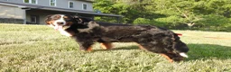 Bernese Mountain Dog dogs for sale: Dixie - Ad 6