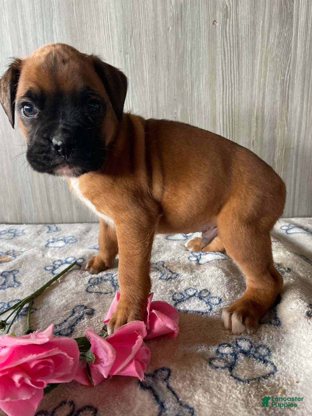 Boxer dogs for sale: Buster - Ad 4