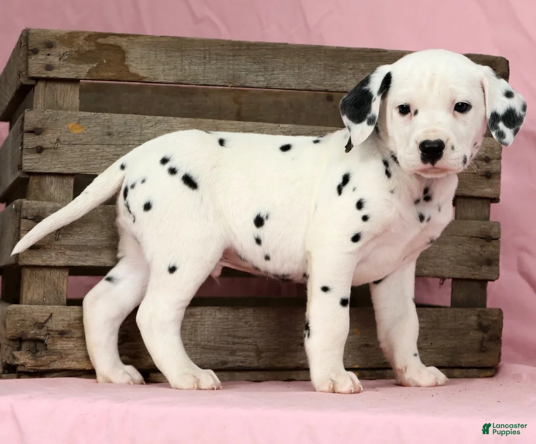Dalmatian dogs for sale: Jackson - Ad 3