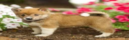Shiba Inu dogs for sale: Lew - Ad 3