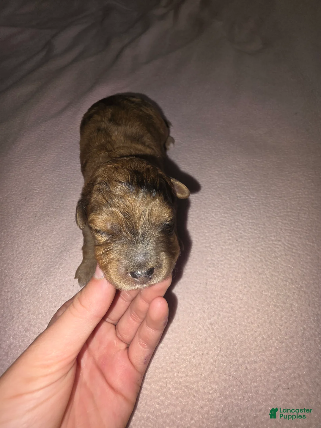 Aussiedoodle dogs for sale: Aussiedoodle 2 - Ad 1