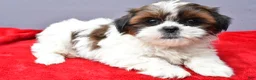 Shih Tzu dogs for sale: Sallie - Ad 8
