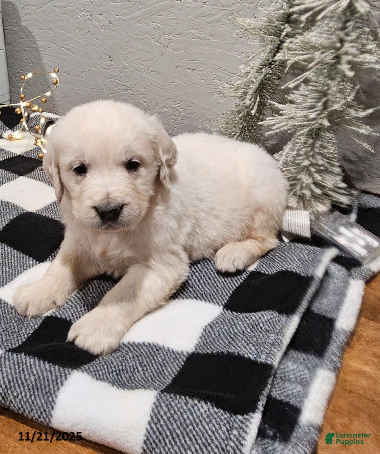 Golden Retriever dogs Everett - Ad 37