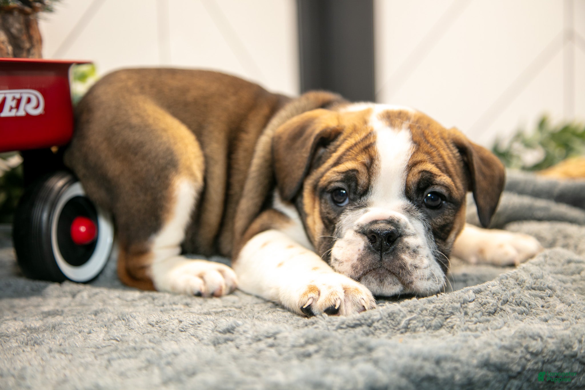 Mixed Breed dogs Star - Ad 15