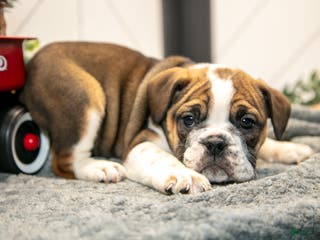 Mixed Breed dogs Star - Ad 8