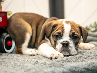 Mixed Breed dogs Star - Ad 11