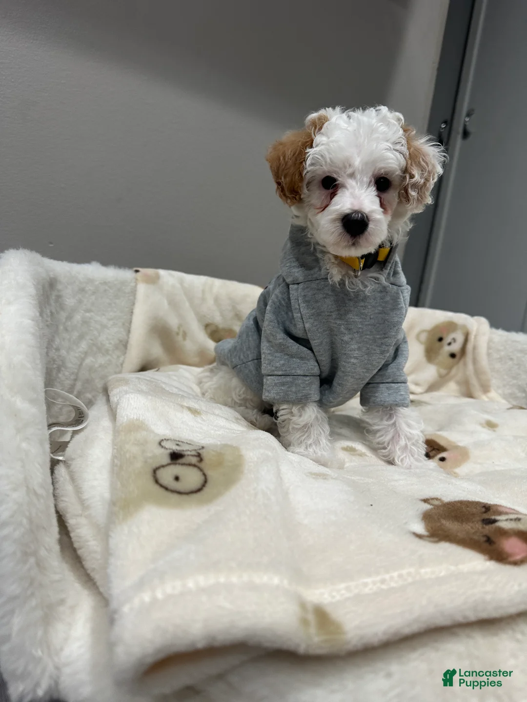 Miniature Poodle dogs for sale: Pongo - Ad 2