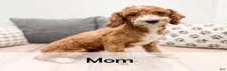 Miniature Poodle dogs for sale: Rose - Ad 10