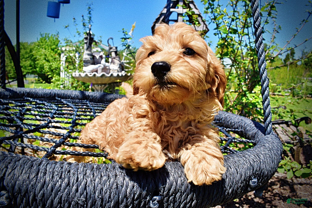 Havapoo dogs Mercedes - Ad 4