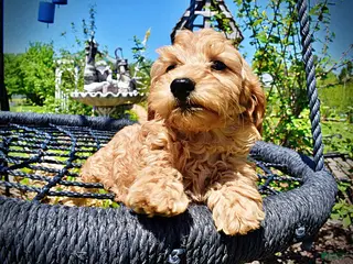 Havapoo dogs Mercedes - Ad 4