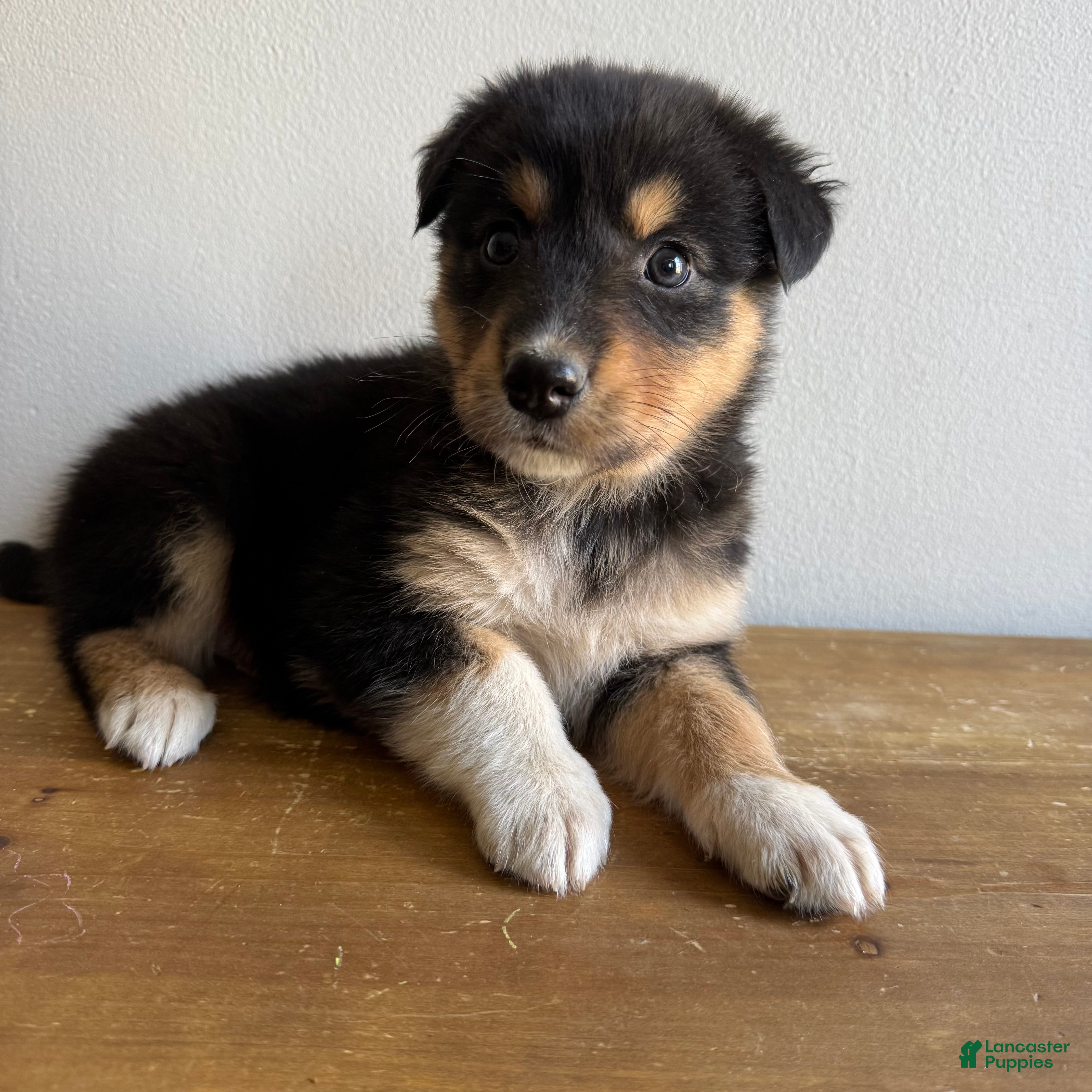 Mixed Breed dogs Harry - Ad 18