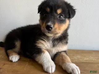 Mixed Breed dogs Harry - Ad 19