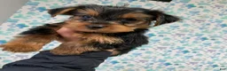 Yorkshire Terrier dogs for sale: Ace - Ad 2